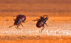 Oxycarenus lavaterae by (c) rober025, some rights reserved (CC BY), uploaded by rober025. Used under a CC-BY license.