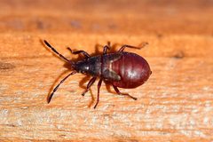 Oxycarenus lavaterae by (c) rober025, some rights reserved (CC BY), uploaded by rober025. Used under a CC-BY license.