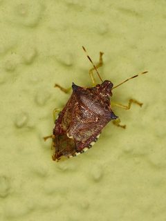 Podisus sagitta by (c) Michelle W. （鍾偉瑋）, some rights reserved (CC BY), uploaded by Michelle W. （鍾偉瑋）. Used under a CC-BY license.