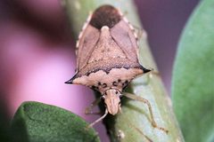 Euschistus acuminatus by (c) Eridan Xharahi, some rights reserved (CC BY). Used under a CC-BY license.