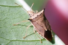 Euschistus acuminatus by (c) Eridan Xharahi, some rights reserved (CC BY). Used under a CC-BY license.