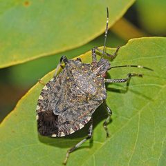 Halyomorpha halys by (c) Kimberly, some rights reserved (CC BY), uploaded by Kimberly. Used under a CC-BY license.