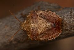 Dendrocoris reticulatus by (c) Andrew Meeds, some rights reserved (CC BY), uploaded by Andrew Meeds. Used under a CC-BY license.