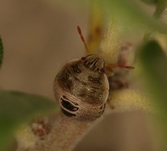 Dendrocoris reticulatus by (c) Andrew Meeds, some rights reserved (CC BY), uploaded by Andrew Meeds. Used under a CC-BY license.