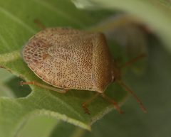 Dendrocoris reticulatus by (c) Andrew Meeds, some rights reserved (CC BY), uploaded by Andrew Meeds. Used under a CC-BY license.