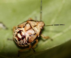 Podisus serieventris by (c) Andrew Meeds, some rights reserved (CC BY), uploaded by Andrew Meeds. Used under a CC-BY license.