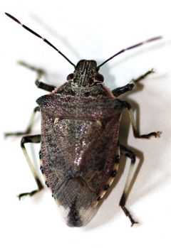Podisus serieventris by (c) Andrew Meeds, some rights reserved (CC BY), uploaded by Andrew Meeds. Used under a CC-BY license.