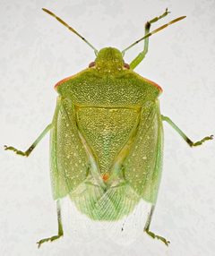 Thyanta pallidovirens by (c) Don Loarie, some rights reserved (CC BY), uploaded by Don Loarie. Used under a CC-BY license.
