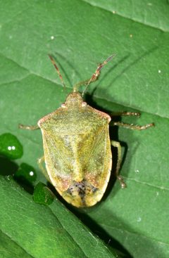 Thyanta pallidovirens by (c) Marcel_Pepin, some rights reserved (CC BY), uploaded by Marcel_Pepin. Used under a CC-BY license.
