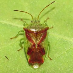 Elasmostethus cruciatus by (c) Fyn Kynd, some rights reserved (CC BY). Used under a CC-BY license.