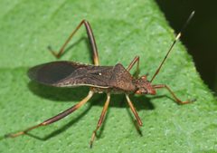 Megalotomus quinquespinosus by (c) Andrew Meeds, some rights reserved (CC BY), uploaded by Andrew Meeds. Used under a CC-BY license.