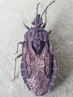 Aradus funestus by (c) Trevor Van Loon, some rights reserved (CC BY), uploaded by Trevor Van Loon. Used under a CC-BY license.