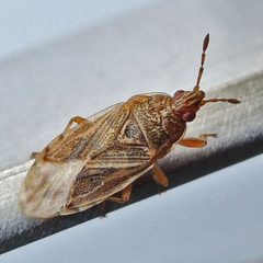 Chilacis typhae by (c) Bill Keim, some rights reserved (CC BY). Used under a CC-BY license.