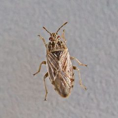 Holcocranum saturejae by (c) Bill Keim, some rights reserved (CC BY). Used under a CC-BY license.