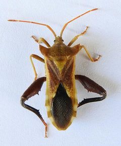 Mozena arizonensis by (c) jimeckert49, some rights reserved (CC BY). Used under a CC-BY license.