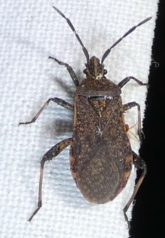 Ceraleptus americanus by no rights reserved, uploaded by kcthetc1. Used under a CC0 license.