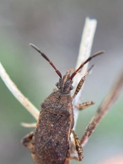 Ceraleptus americanus by (c) Chet Burrier, some rights reserved (CC BY), uploaded by Chet Burrier. Used under a CC-BY license.