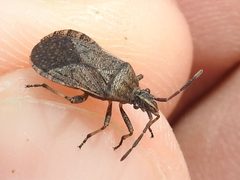 Ceraleptus americanus by (c) Sam Kieschnick, some rights reserved (CC BY), uploaded by Sam Kieschnick. Used under a CC-BY license.