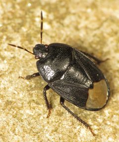 Cydnidae by (c) Martin Cooper, some rights reserved (CC BY). Used under a CC-BY license.