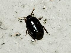 Rhytidoporus indentatus by (c) Arturo Santos, some rights reserved (CC BY), uploaded by Arturo Santos. Used under a CC-BY license.