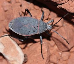 Largus semipunctatus by (c) Andrew Meeds, some rights reserved (CC BY), uploaded by Andrew Meeds. Used under a CC-BY license.