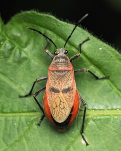 Largus maculatus by (c) Roger Rittmaster, some rights reserved (CC BY), uploaded by Roger Rittmaster. Used under a CC-BY license.