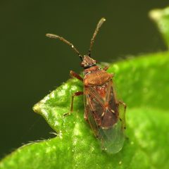 Kleidocerys resedae by (c) Katja Schulz, some rights reserved (CC BY). Used under a CC-BY license.