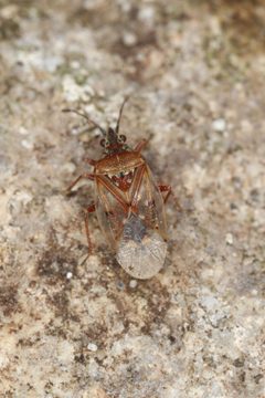 Kleidocerys resedae by (c) Donald Hobern, some rights reserved (CC BY). Used under a CC-BY license.