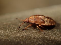 Kleidocerys resedae by (c) Alexis Tinker-Tsavalas, some rights reserved (CC BY), uploaded by Alexis Tinker-Tsavalas. Used under a CC-BY license.