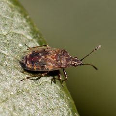 Kleidocerys resedae by (c) Bill Keim, some rights reserved (CC BY). Used under a CC-BY license.