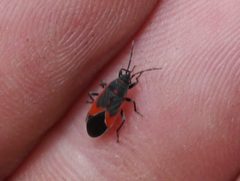 Melacoryphus admirabilis by (c) Matt Muir, some rights reserved (CC BY), uploaded by Matt Muir. Used under a CC-BY license.