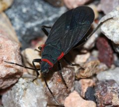 Melacoryphus rubicollis by (c) Andrew Meeds, some rights reserved (CC BY), uploaded by Andrew Meeds. Used under a CC-BY license.