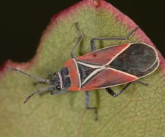 Neacoryphus bicrucis by no rights reserved, uploaded by Jesse Rorabaugh. Used under a CC0 license.