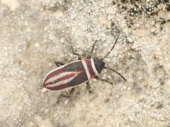 Ochrostomus pulchellus by (c) Alexis Tinker-Tsavalas, some rights reserved (CC BY), uploaded by Alexis Tinker-Tsavalas. Used under a CC-BY license.