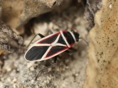Ochrostomus pulchellus by (c) Alexis Tinker-Tsavalas, some rights reserved (CC BY), uploaded by Alexis Tinker-Tsavalas. Used under a CC-BY license.