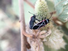 Ochrostomus pulchellus by (c) Dodly, some rights reserved (CC BY), uploaded by Dodly. Used under a CC-BY license.