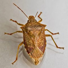 Podisus maculiventris by (c) Bill Keim, some rights reserved (CC BY). Used under a CC-BY license.