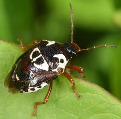Stiretrus anchorago by (c) skitterbug, some rights reserved (CC BY), uploaded by skitterbug. Used under a CC-BY license.