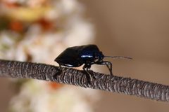 Zicrona americana by (c) Rachel Lee Harper, some rights reserved (CC BY), uploaded by Rachel Lee Harper. Used under a CC-BY license.