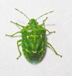 Banasa euchlora by (c) David Dodd, some rights reserved (CC BY), uploaded by David Dodd. Used under a CC-BY license.