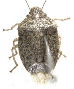 Banasa grisea by (c) Andrew Meeds, some rights reserved (CC BY), uploaded by Andrew Meeds. Used under a CC-BY license.