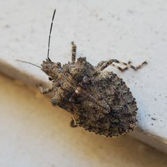 Brochymena arborea by (c) Nick Abbate, some rights reserved (CC BY), uploaded by Nick Abbate. Used under a CC-BY license.