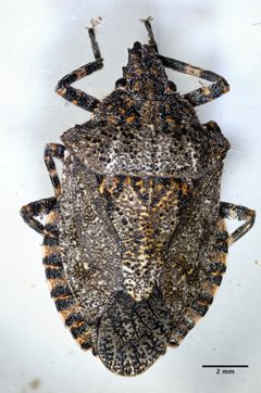 Brochymena sulcata by (c) Don Loarie, some rights reserved (CC BY). Used under a CC-BY license.