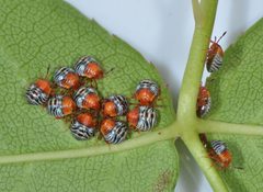 Chinavia hilaris by (c) Don Loarie, some rights reserved (CC BY). Used under a CC-BY license.