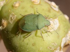 Chlorochroa opuntiae by (c) Andrew Meeds, some rights reserved (CC BY), uploaded by Andrew Meeds. Used under a CC-BY license.