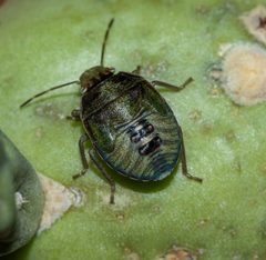 Chlorochroa opuntiae by (c) Andrew Meeds, some rights reserved (CC BY), uploaded by Andrew Meeds. Used under a CC-BY license.