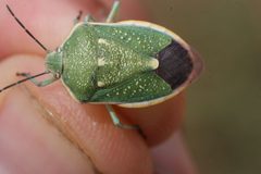 Chlorochroa sayi by (c) Andrew Meeds, some rights reserved (CC BY), uploaded by Andrew Meeds. Used under a CC-BY license.