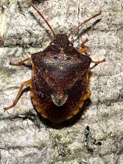 Dendrocoris humeralis by (c) Mark Richman, some rights reserved (CC BY), uploaded by Mark Richman. Used under a CC-BY license.