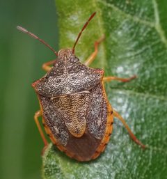 Dendrocoris humeralis by no rights reserved, uploaded by Adam Kranz. Used under a CC0 license.
