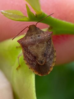 Dendrocoris humeralis by (c) Sandra H Statner, some rights reserved (CC BY), uploaded by Sandra H Statner. Used under a CC-BY license.